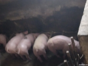 purceii de vanzare - imagine 2