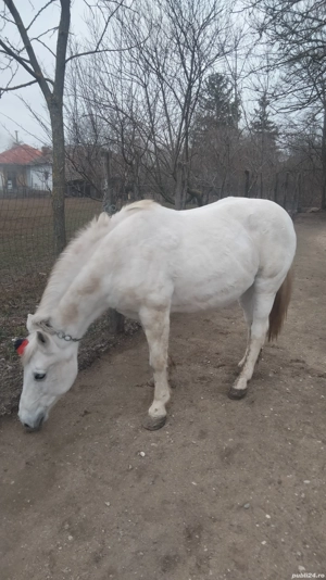 Cal de vânzare alb semigreu  - imagine 3