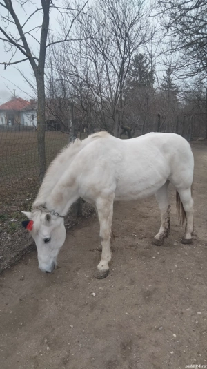 Cal de vânzare alb semigreu  - imagine 5