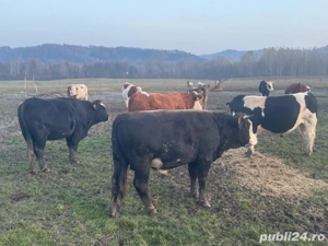 vand tauri - imagine 4