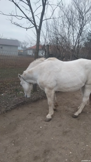 Cal de vânzare alb semigreu  - imagine 2