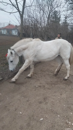 Cal de vânzare alb semigreu  - imagine 4