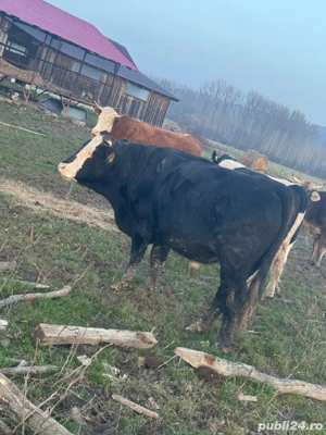 vand tauri - imagine 5