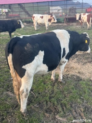 vand tauri - imagine 3