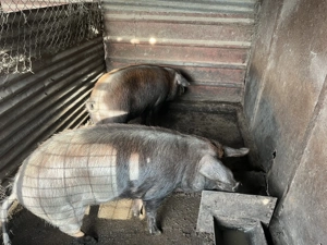 Porci de vanzare,Recea, Mehedinti, pret 13 lei per kg. - imagine 4