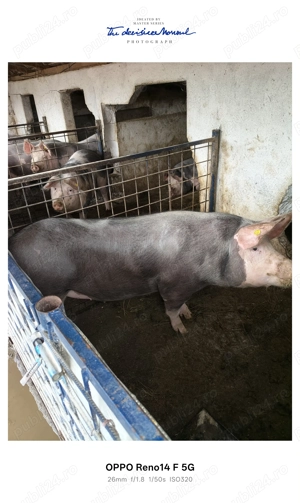 Porci de vanzare - imagine 2