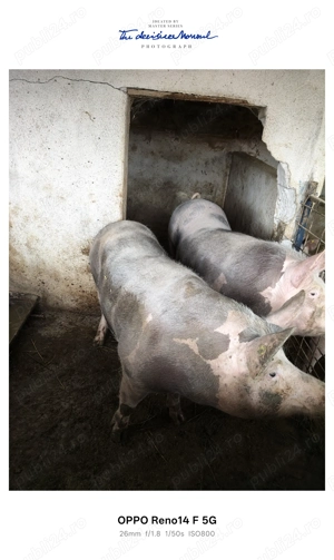 Porci de vanzare - imagine 3