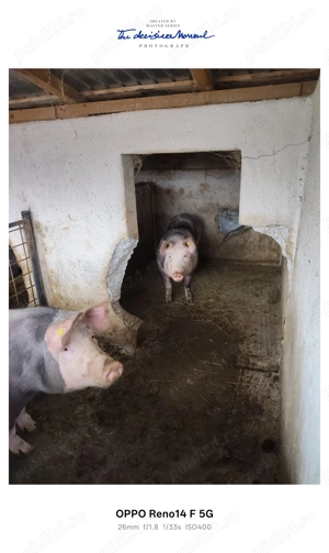 Porci de vanzare - imagine 4