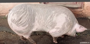 De vânzare 1 vier și două scrofițe pietran