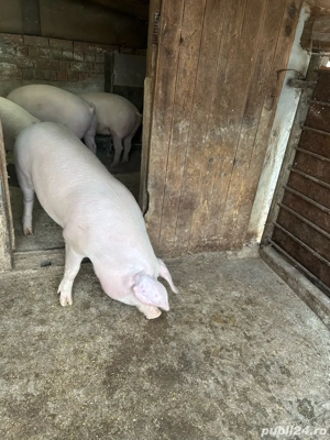 vînd. porc - imagine 2