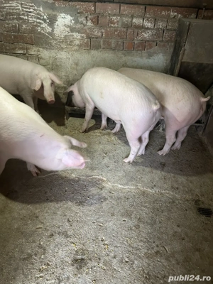 vînd. porc - imagine 3