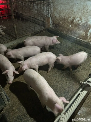 Vind purcei - imagine 2