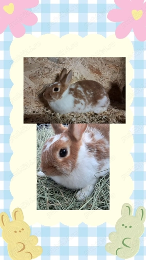 Iepuri pitici - femele  - imagine 2