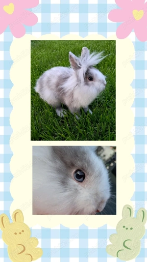 Iepuri pitici - femele  - imagine 3