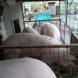 Porci de vânzare 