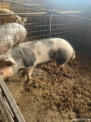 vand porci - imagine 3