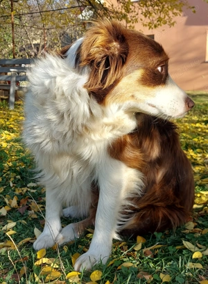 Vând femela Border Collie Iasi  - imagine 2