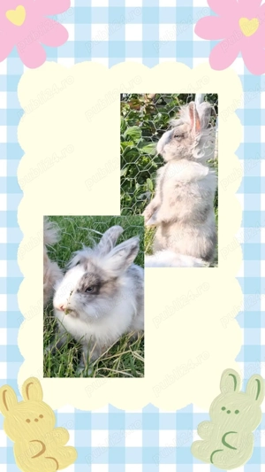 Iepuri pitici - femele  - imagine 4