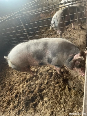 vand porci - imagine 4