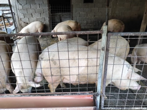 Porci de vanzare - imagine 3