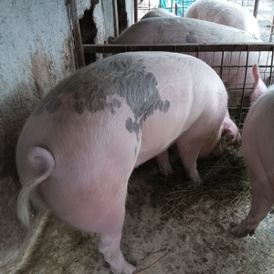 Porci de vânzare  - imagine 8
