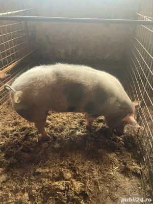 vand porci - imagine 5