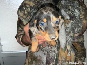 Teckel si Teckel Arlechin 5 saptamani  - imagine 3