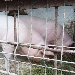 Porci de vânzare  - imagine 4