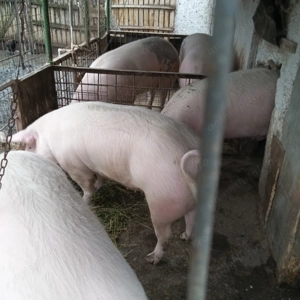 Porci de vânzare  - imagine 5