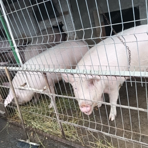 Porci de vânzare  - imagine 7