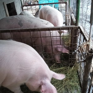Porci de vânzare  - imagine 9