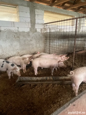 vand purcei  - imagine 3