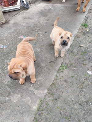 Vand Shar pei  - imagine 3