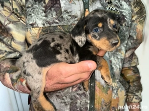 Teckel si Teckel Arlechin 5 saptamani  - imagine 2