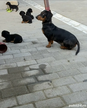 Teckel si Teckel Arlechin 5 saptamani  - imagine 5