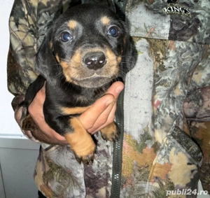 Teckel si Teckel Arlechin 5 saptamani 