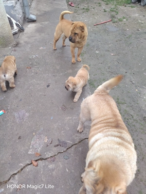 Vand Shar pei  - imagine 5