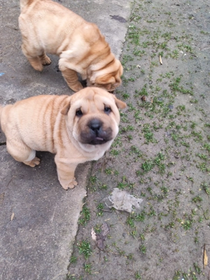 Vand Shar pei  - imagine 4