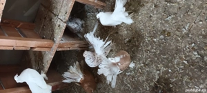 vand porumbei rotati indieni - imagine 2