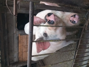 Vind porci de carne Sintioana - imagine 2