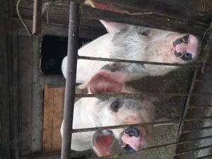 Vind porci de carne Sintioana - imagine 5