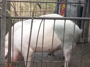 Vind porci de carne Sintioana - imagine 3