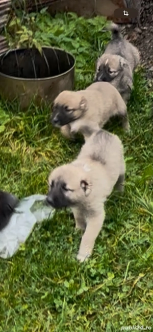 masculi si femele Kangal buni de oi capre si vaci  - imagine 3