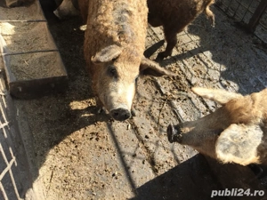 Porci de Vanzare   rasa mangalita porci somon pentru Crăciun 
