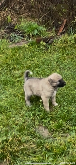 masculi si femele Kangal buni de oi capre si vaci 