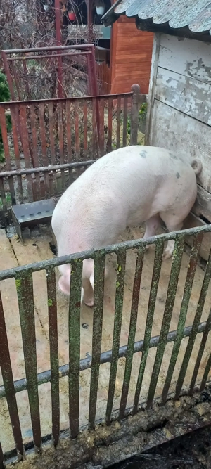 Porc de vanzare - imagine 4