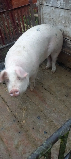 Porc de vanzare - imagine 5