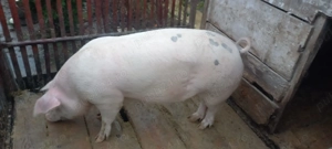 Porc de vanzare - imagine 7