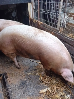 Vand porc pentru Craciun, rasa marele alb,porcul are 11 luni  - imagine 2