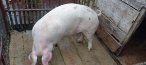 Porc de vanzare - imagine 2